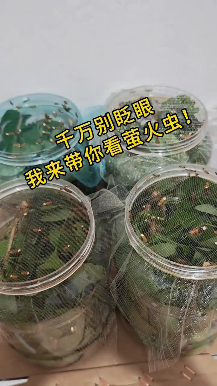 千万别眨眼，我来带你看萤火虫。
千万不要眨眼，我带你们看看关灯后是什么样子。