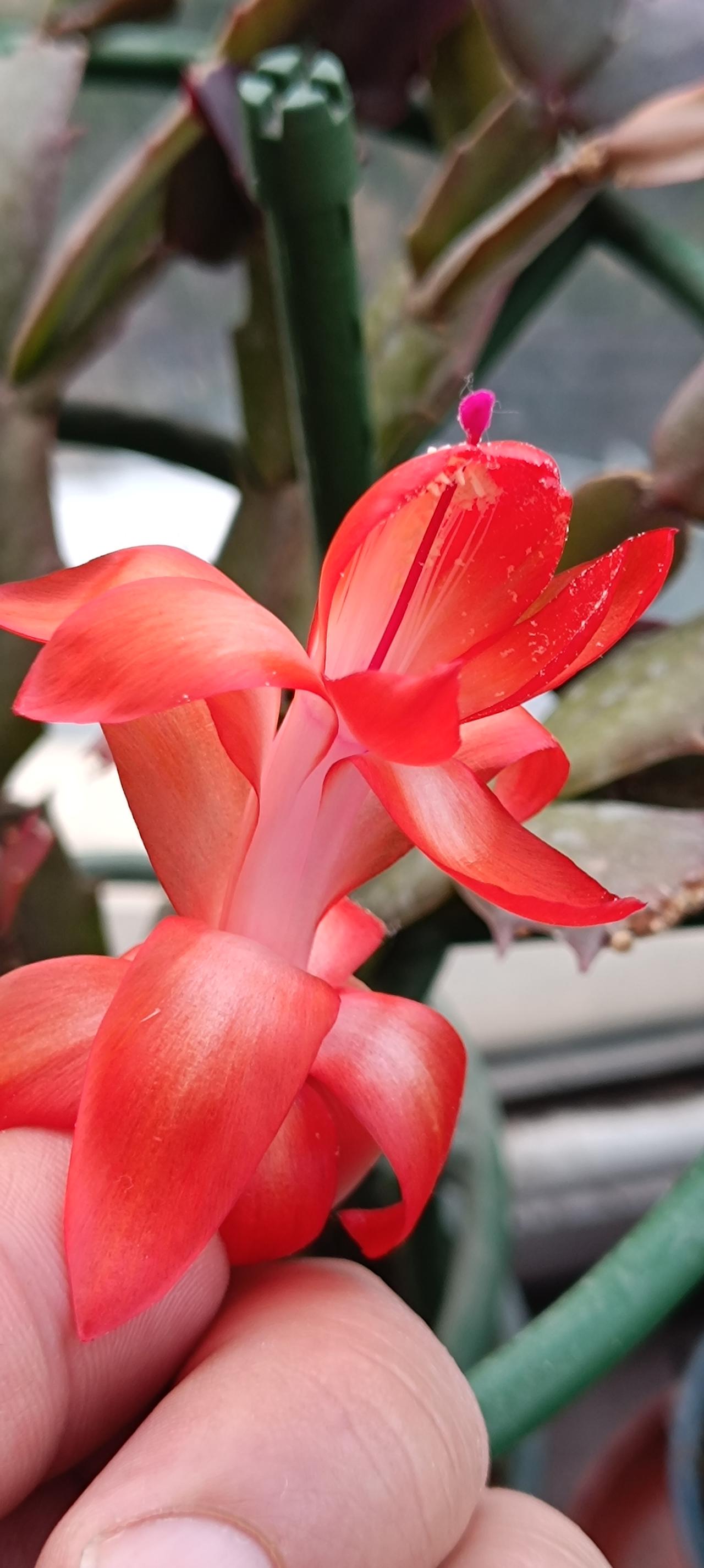 蟹爪兰真是不错，一直在开花，而且还很美