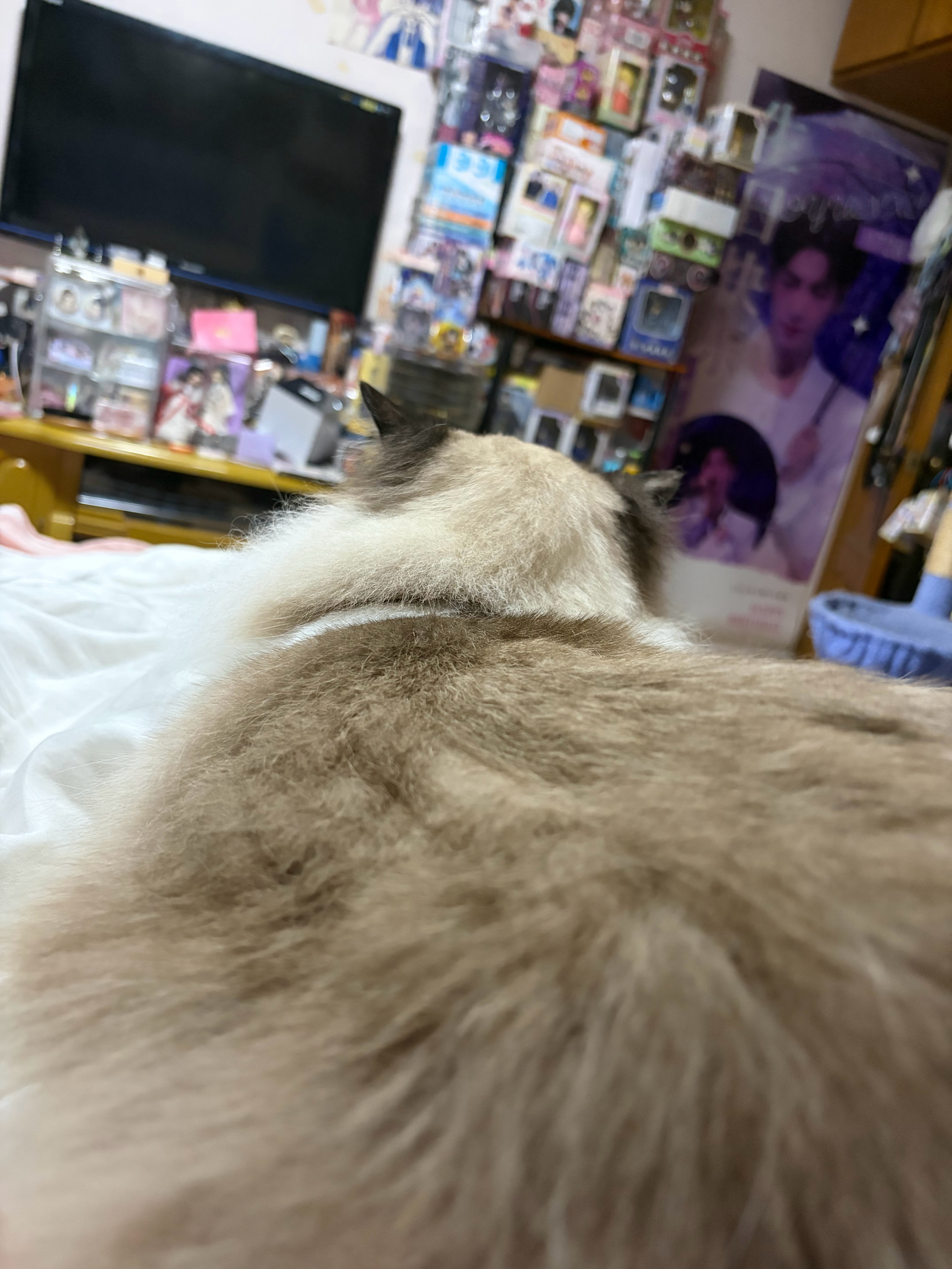 绝世大猪咪一屁股就坐我腰上了我的老天鹅我腰扭了 