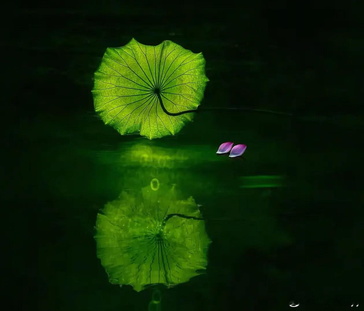 早安 “荷花魅影…”青荷映水，魅影惊鸿，温柔浪漫。一池碧色，半塘荷香，岁月安然。