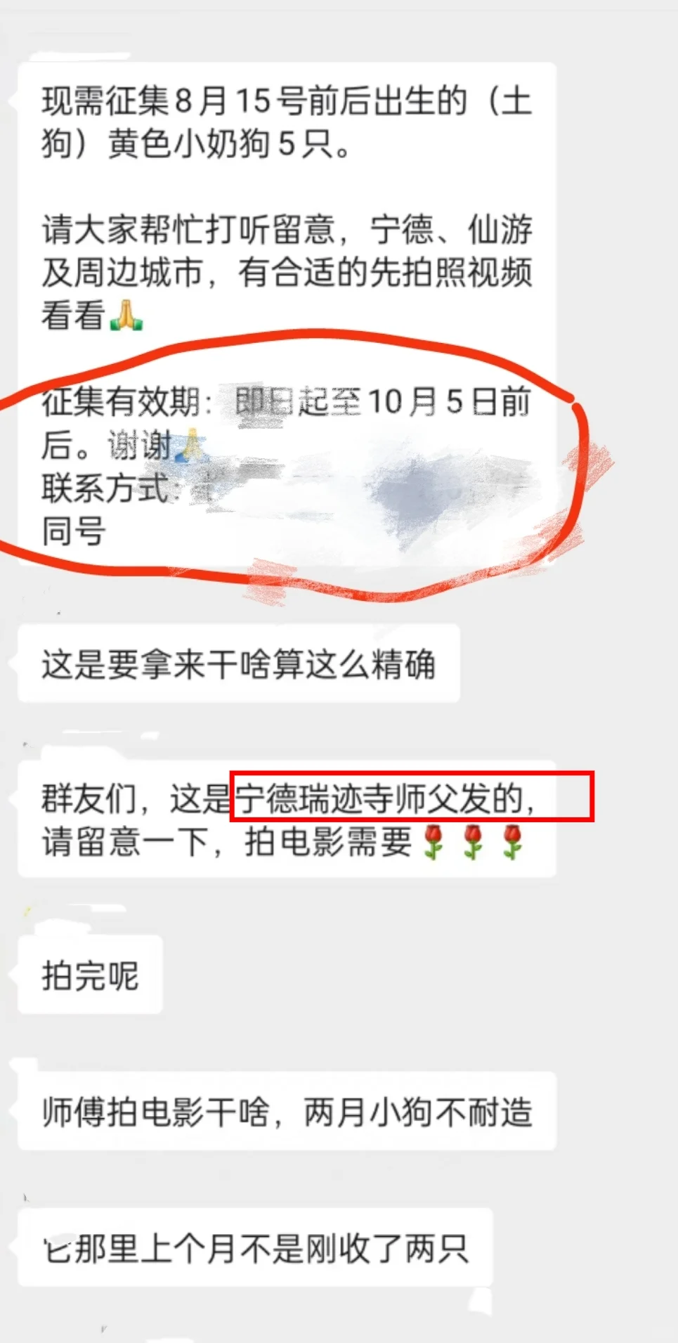 剧组遗弃狗狗（逍遥）后续2