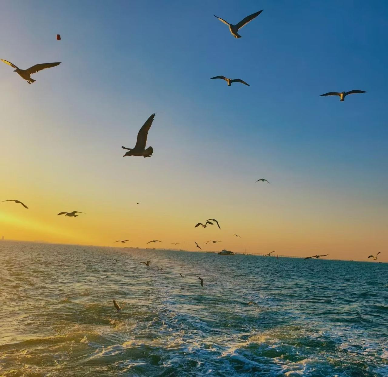 每日洱海
大理洱海不是海为什么还有海鸥