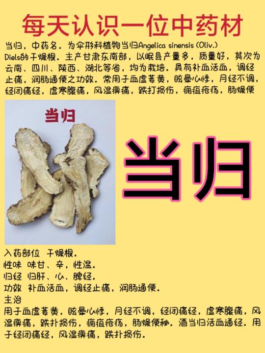 每天认识一位中药材-当归