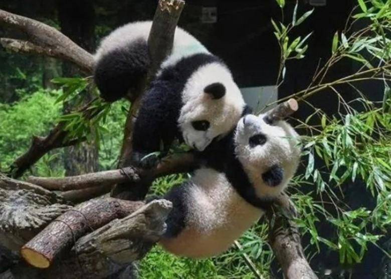 据日媒：位于东京的上野动物园龙凤胎大熊猫“晓晓”和“蕾蕾”，下月下旬归还中国后，