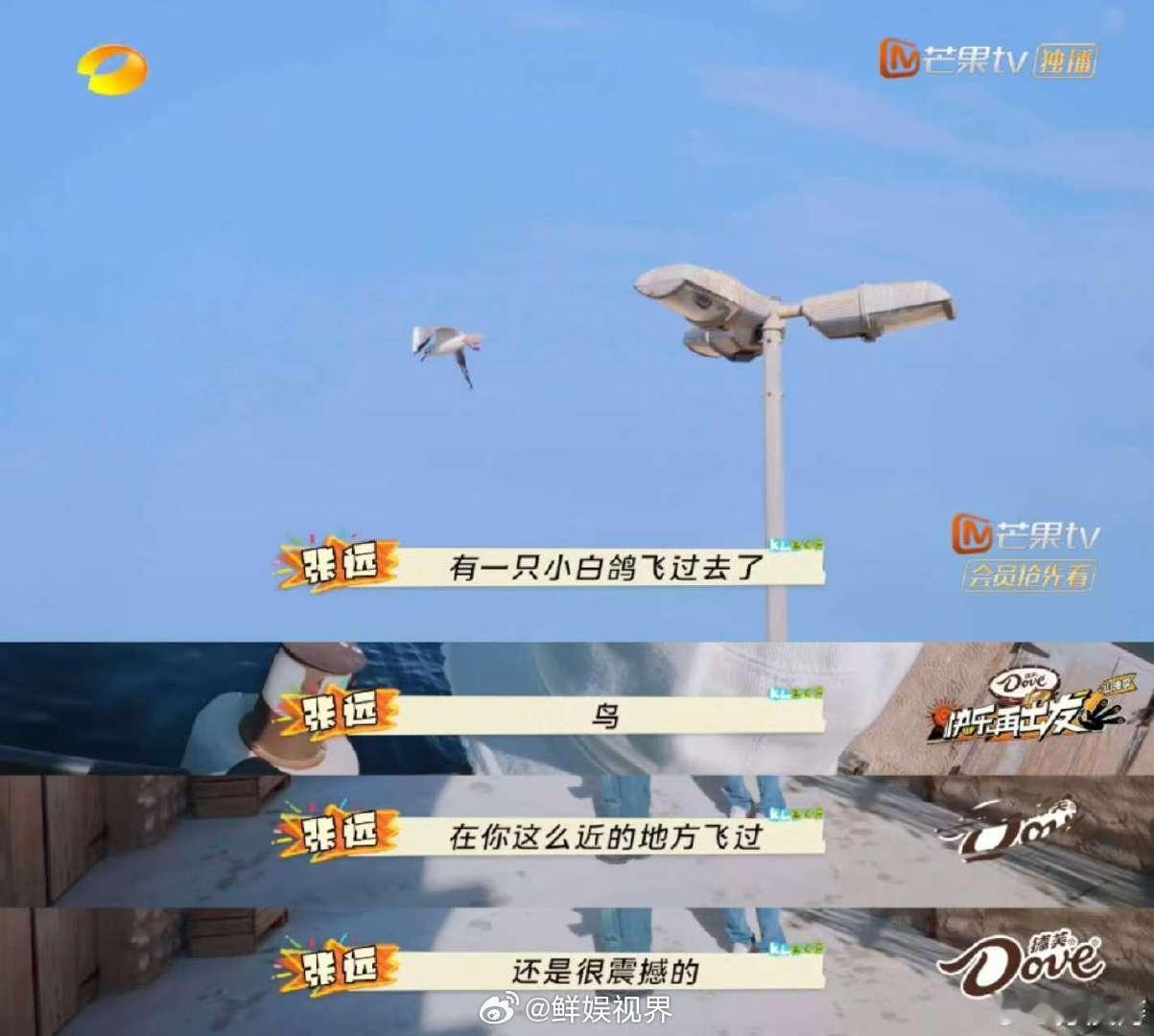 张远[超话]  张远中国bird遇迪拜鸟 张远迪拜初体验，中国bird偶遇迪拜鸟