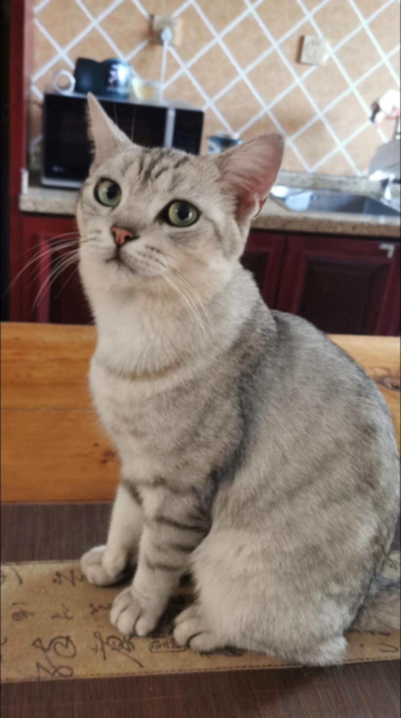 小猫咪三分迷茫七分呆滞