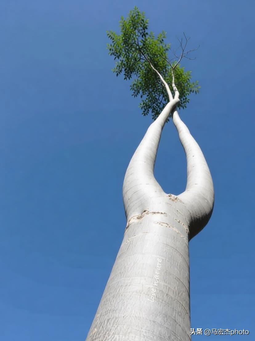 这是辣木（Moringa drouhardii），也叫“瓶子树”或“马达加斯加幽