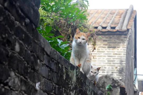 今天骑电动车去居民房，在巷子的围墙上趴了一只猫，看我按啦叭声跳下瞪了我一眼，往小