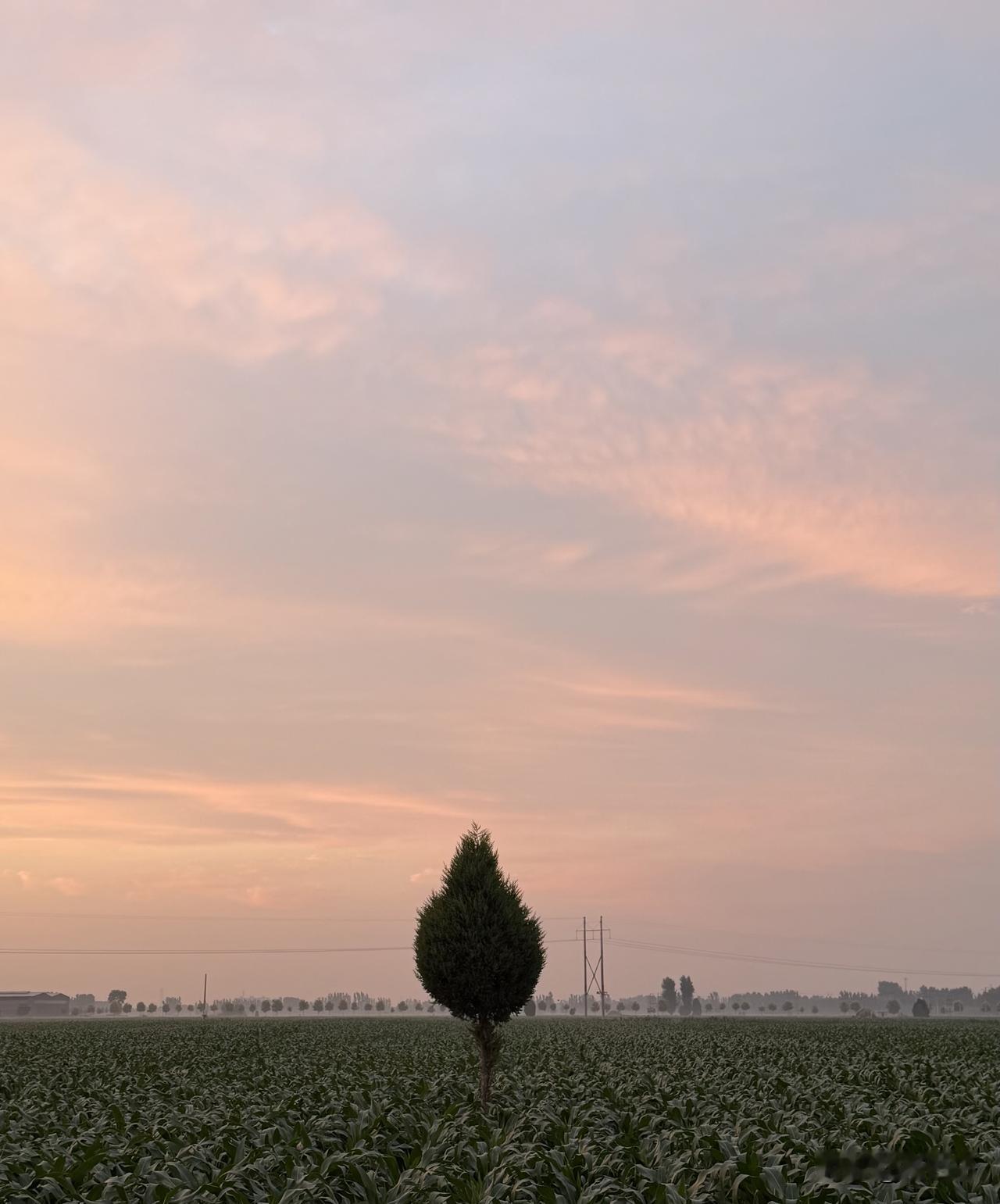 这是我们村边的一棵树
每天傍晚遛弯的时候
就可以看到它
孤零零的站在田野里

被