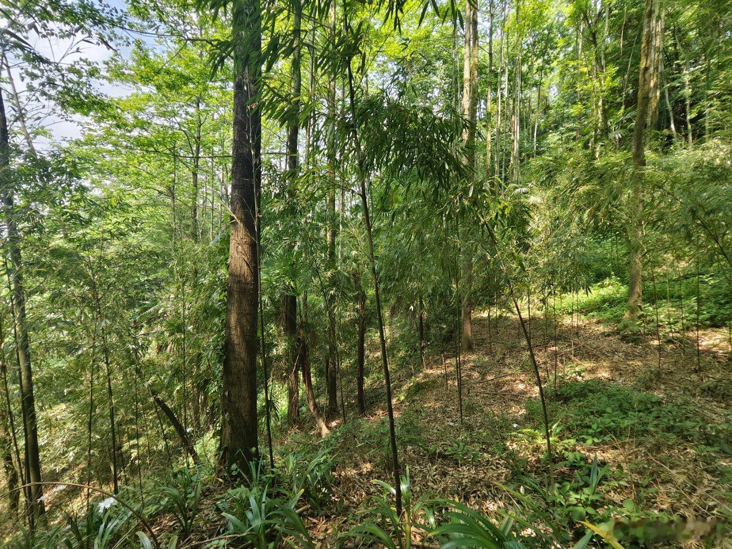 有树林遮阴，正午也不会炎热。有太阳保暖，午休也不会寒凉。在虫鸣中醒来，从斑驳树隙