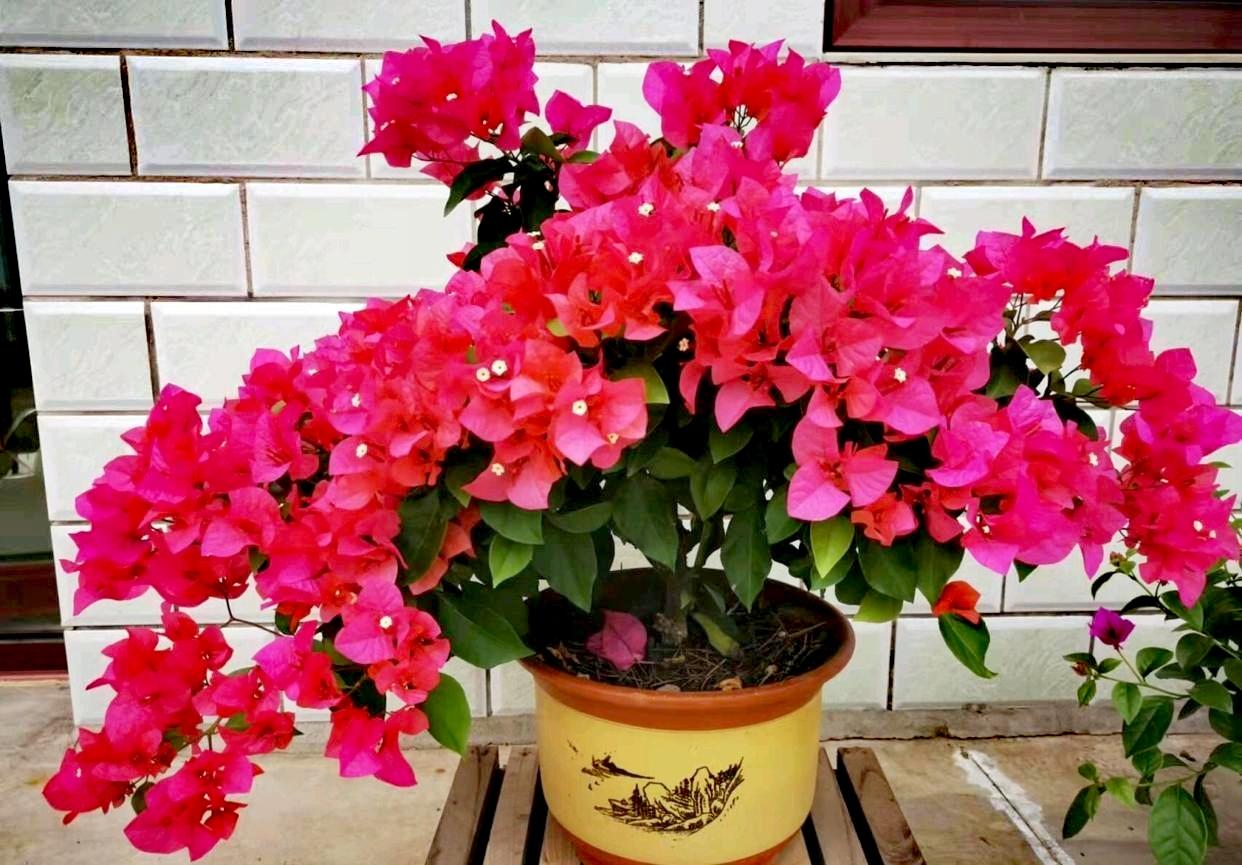 为什么红色三角梅容易开花?
红色三角梅易开花，主要得益于其多为“勤花”品种，天生