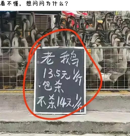 为啥杀好的老鹅，反倒比活鹅更便宜？
今天下班顺路逛家禽摊，盯着黑板看半天没回过神