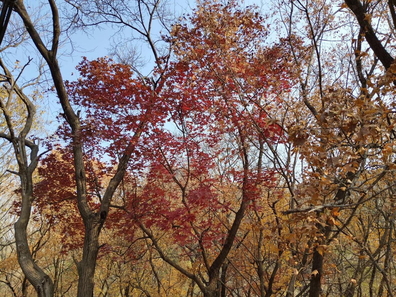 #可以分享一张秋景树叶照片吗#晚秋枫叶🍁红，一片片枫叶落地，知秋一叶浓，我们走