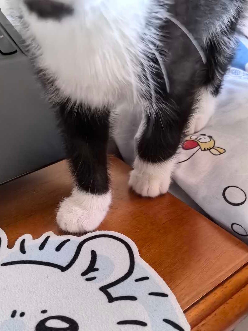 “夏天穿雪地靴者”daily奶牛猫 （投稿：）