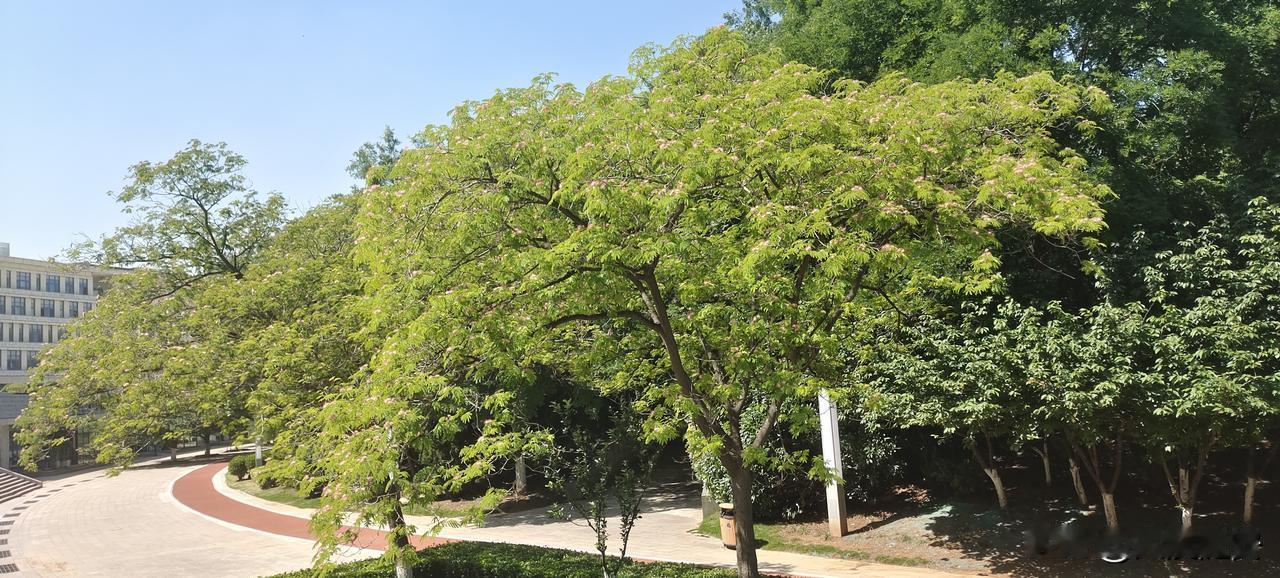 看到这棵合欢树，想起了童年的夏天，黄土崖就有一棵这样的树，我们爬到树上去摘那绒线