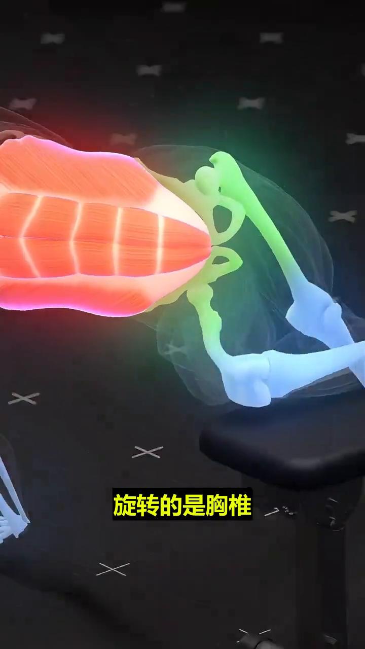 当你旋转躯干，打开上腿，稳定躯干的是腹斜肌和核心深层肌肉，旋转的是胸椎，驱动腿的