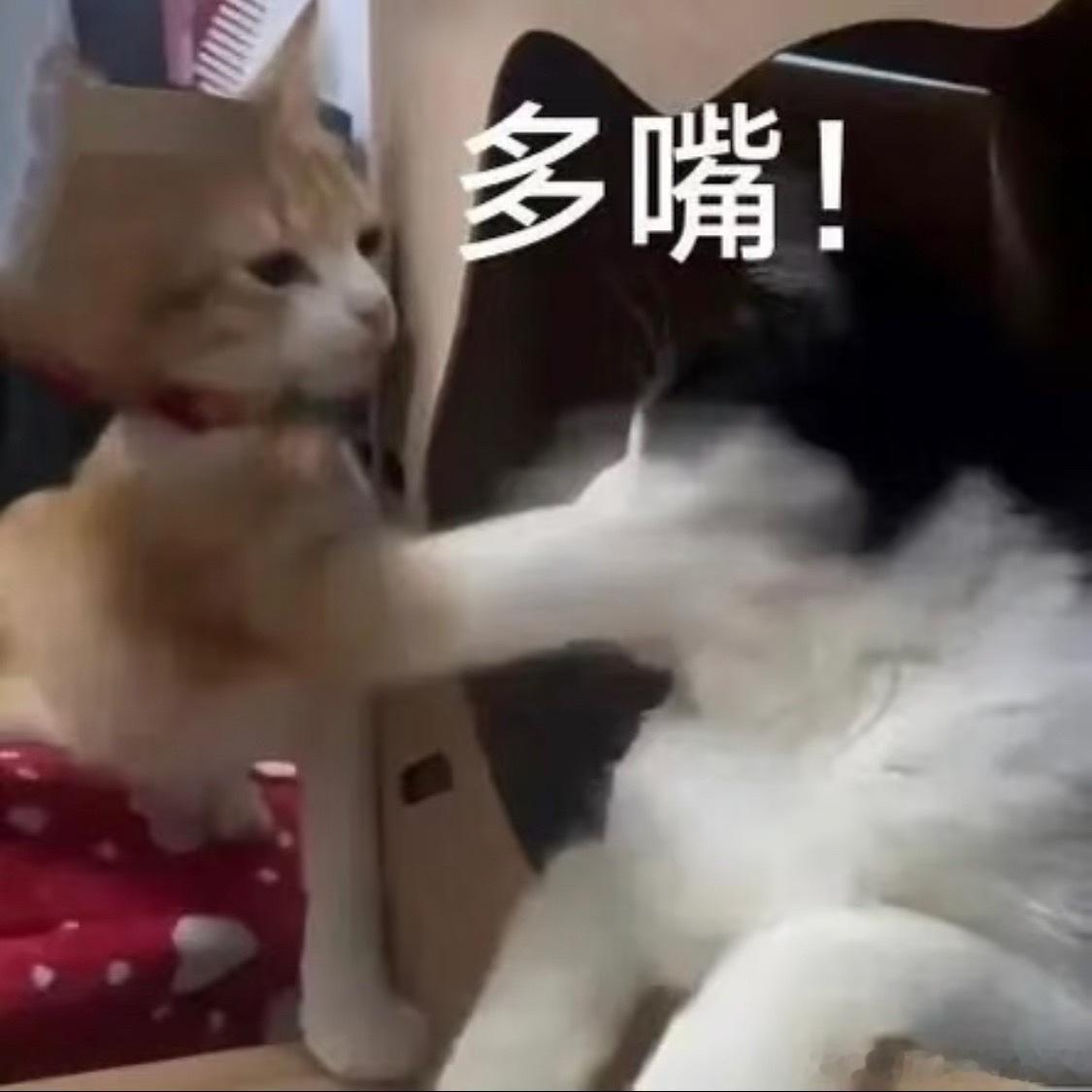 网友抵制王莫涵出演十日终焉余念安又没确认王莫涵出演余念安，抵制啥玩意儿闲得没事和