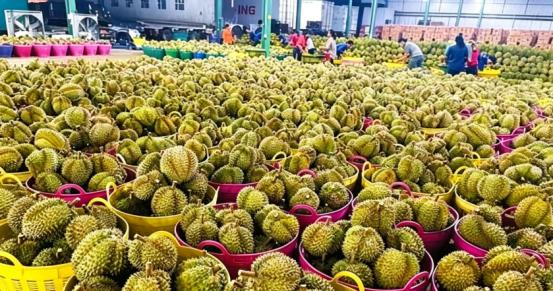 菲律宾又给中国甩锅！四万吨榴莲烂成堆，果农没钱赚，反倒问中国要赔偿？
 
这件事