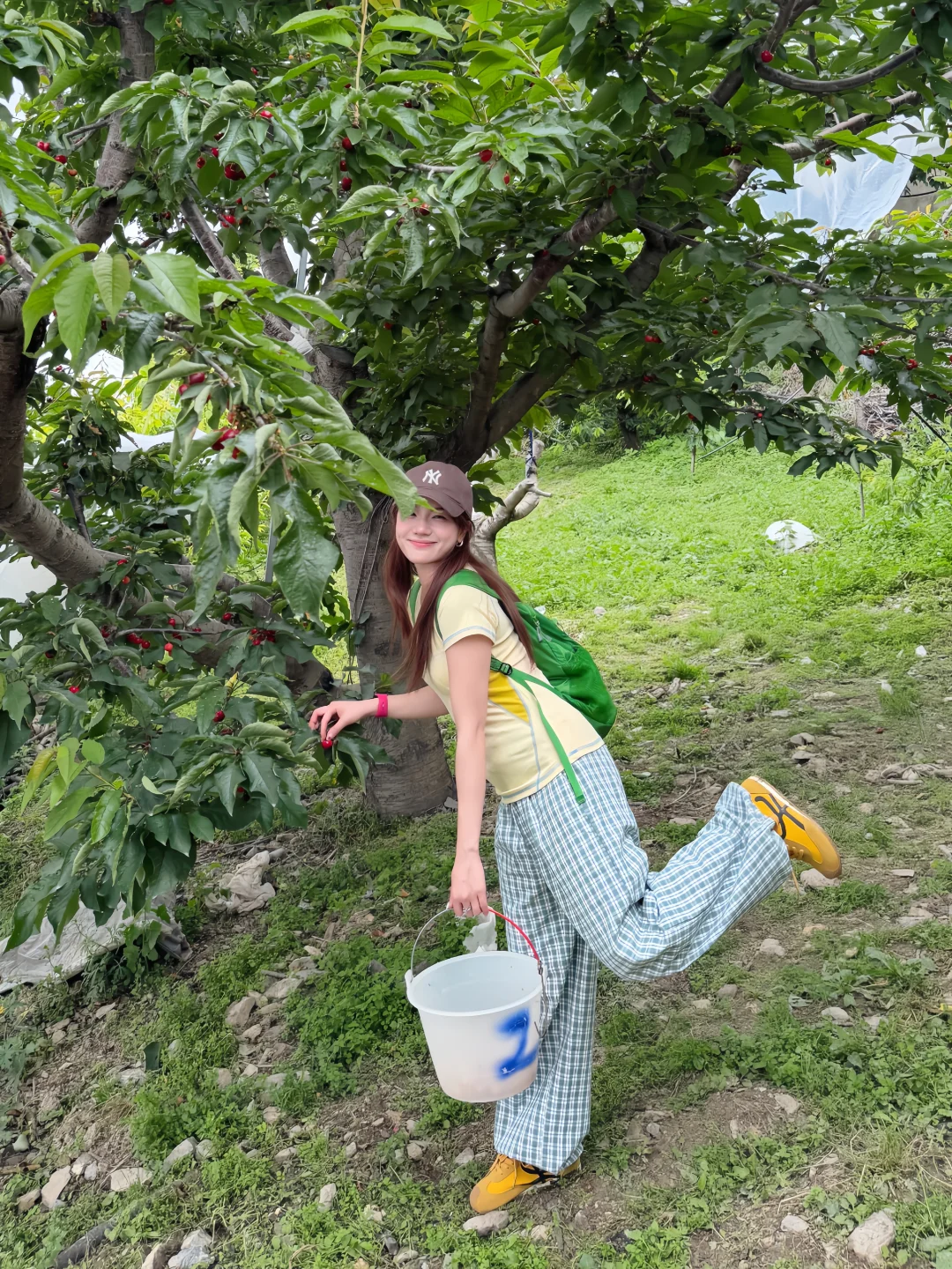 来川西摘我最爱的冰壶🍒了
