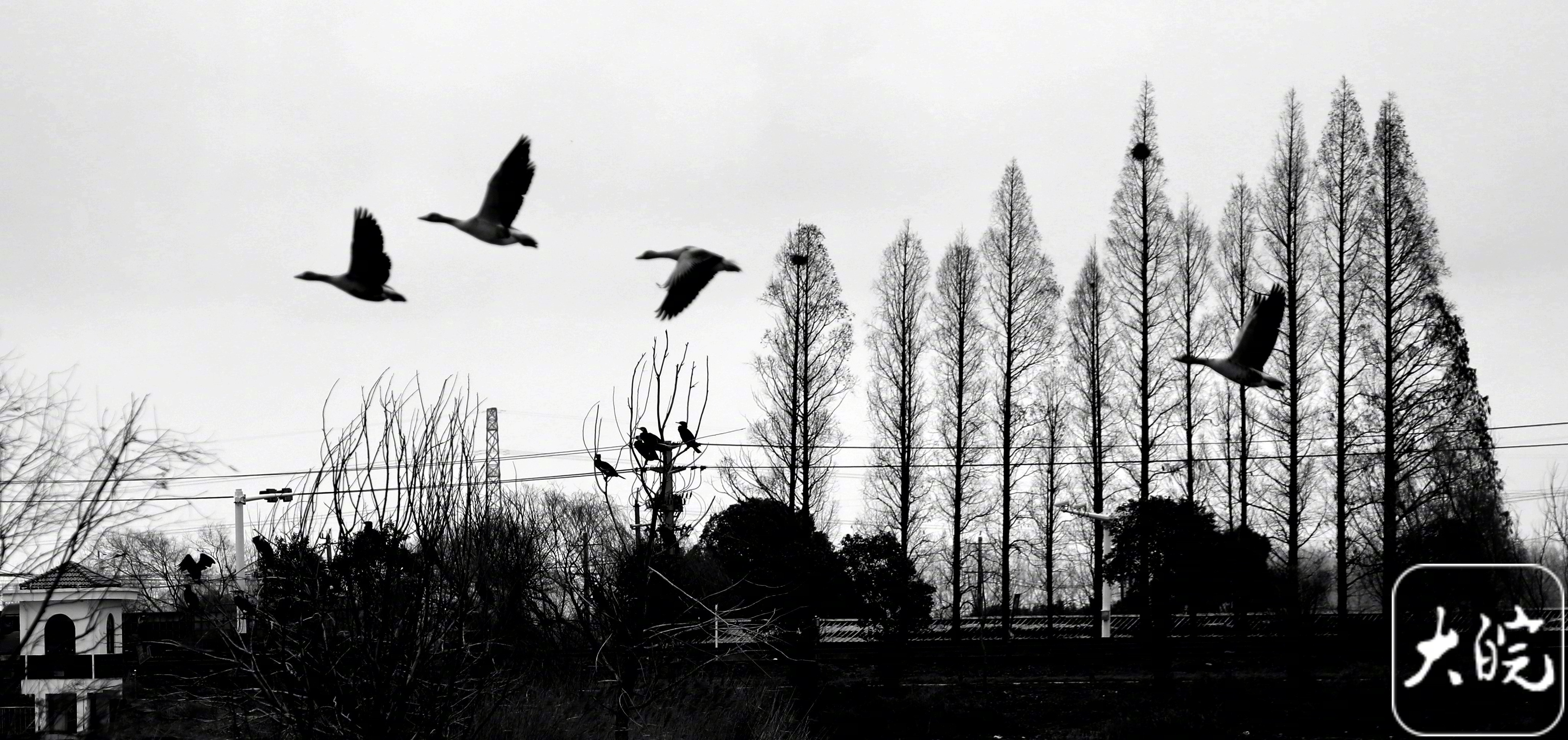 #2026新春走基层#【鸳鸯湖畔聚鸳鸯！#淮南采煤沉陷区变身候鸟天堂#】今天（3