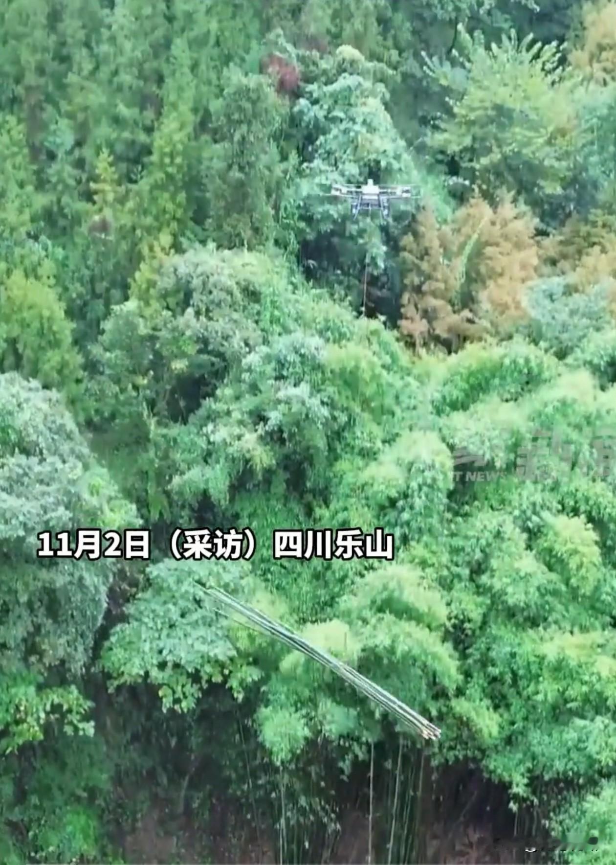还是年轻人有头脑！00后小伙用无人机吊运竹子，月赚4万元，一天最多能吊运18吨竹