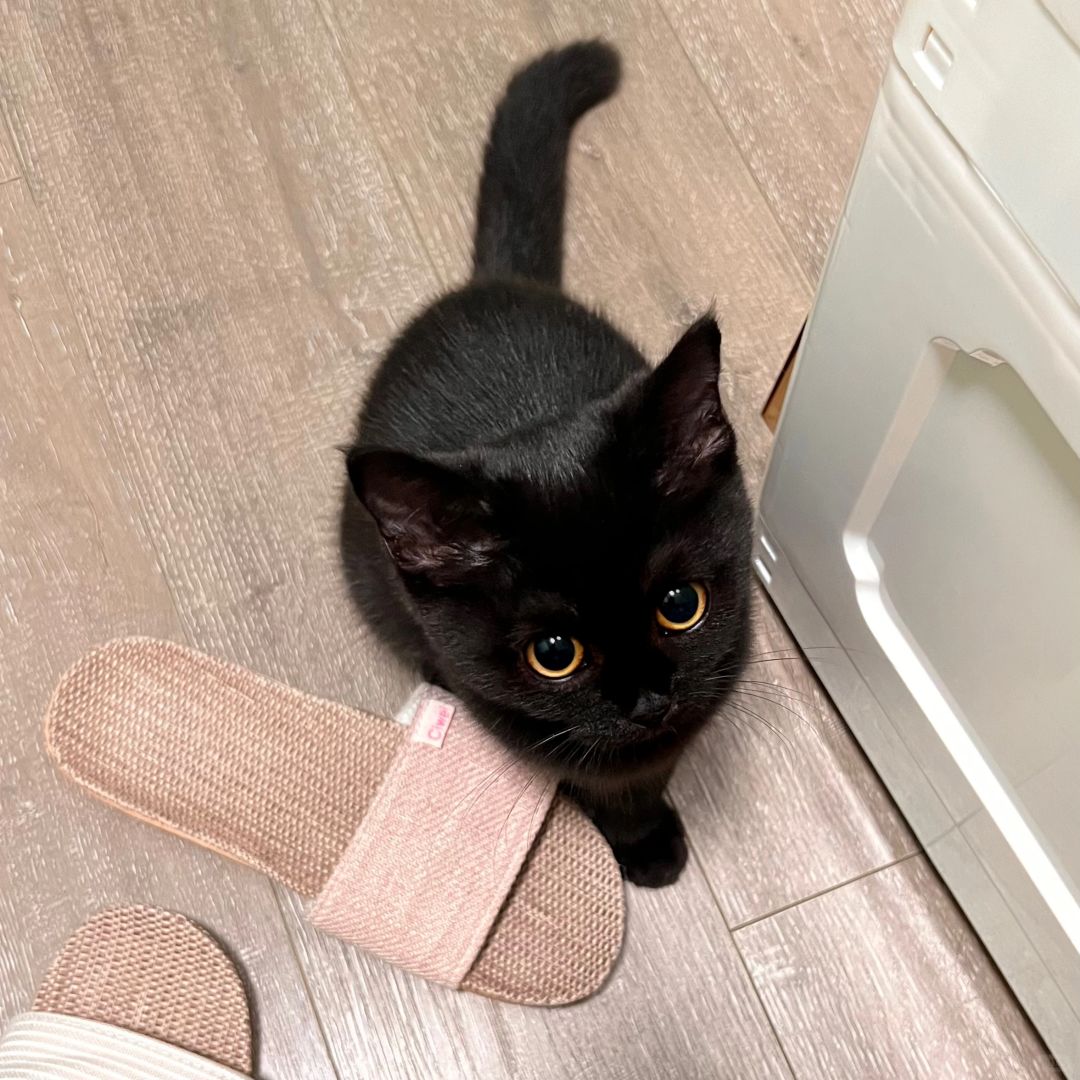 这下谁还分得清宝宝和布娃娃