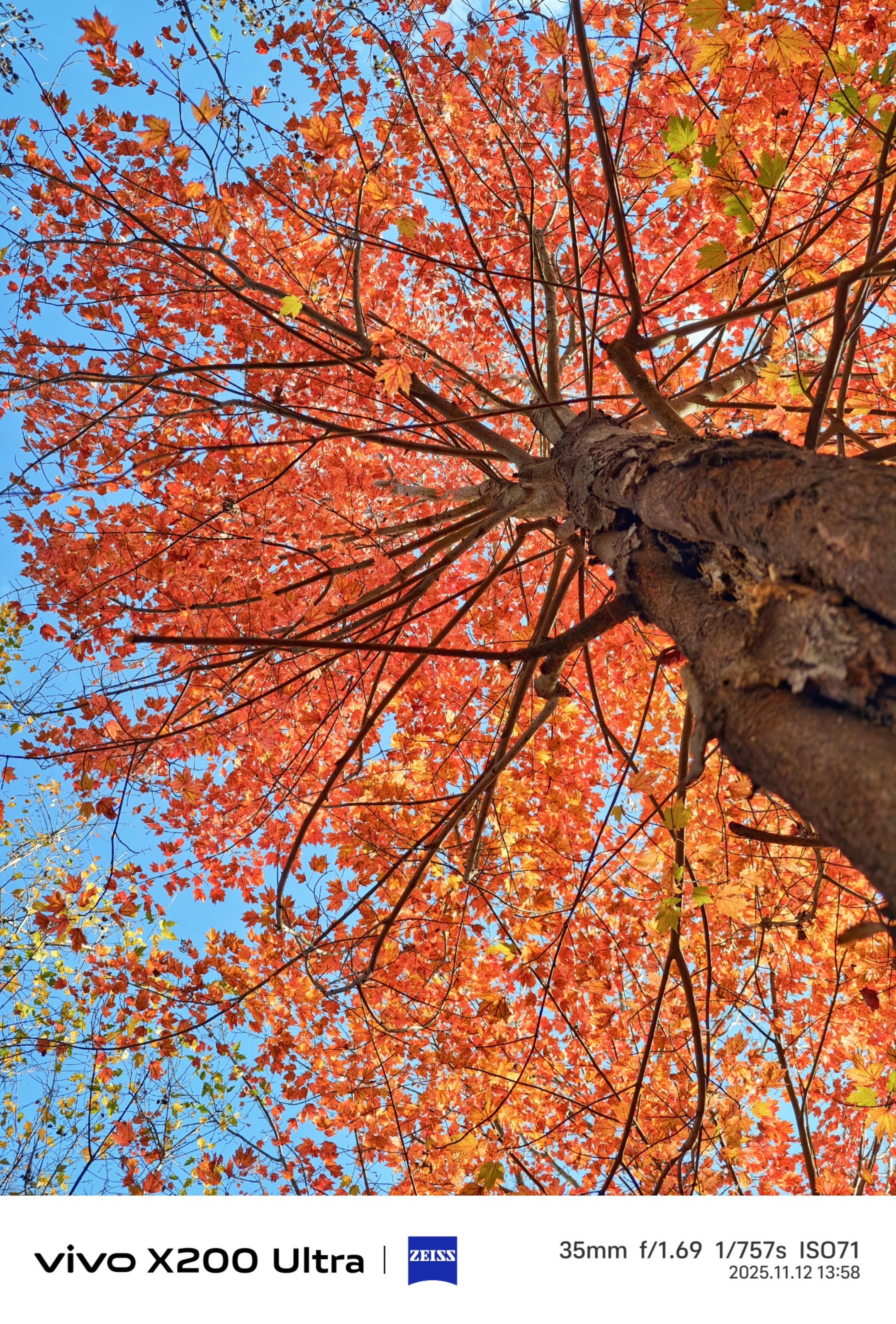 如果你也喜欢拍树，不妨我们交换一张。🍁  🍂