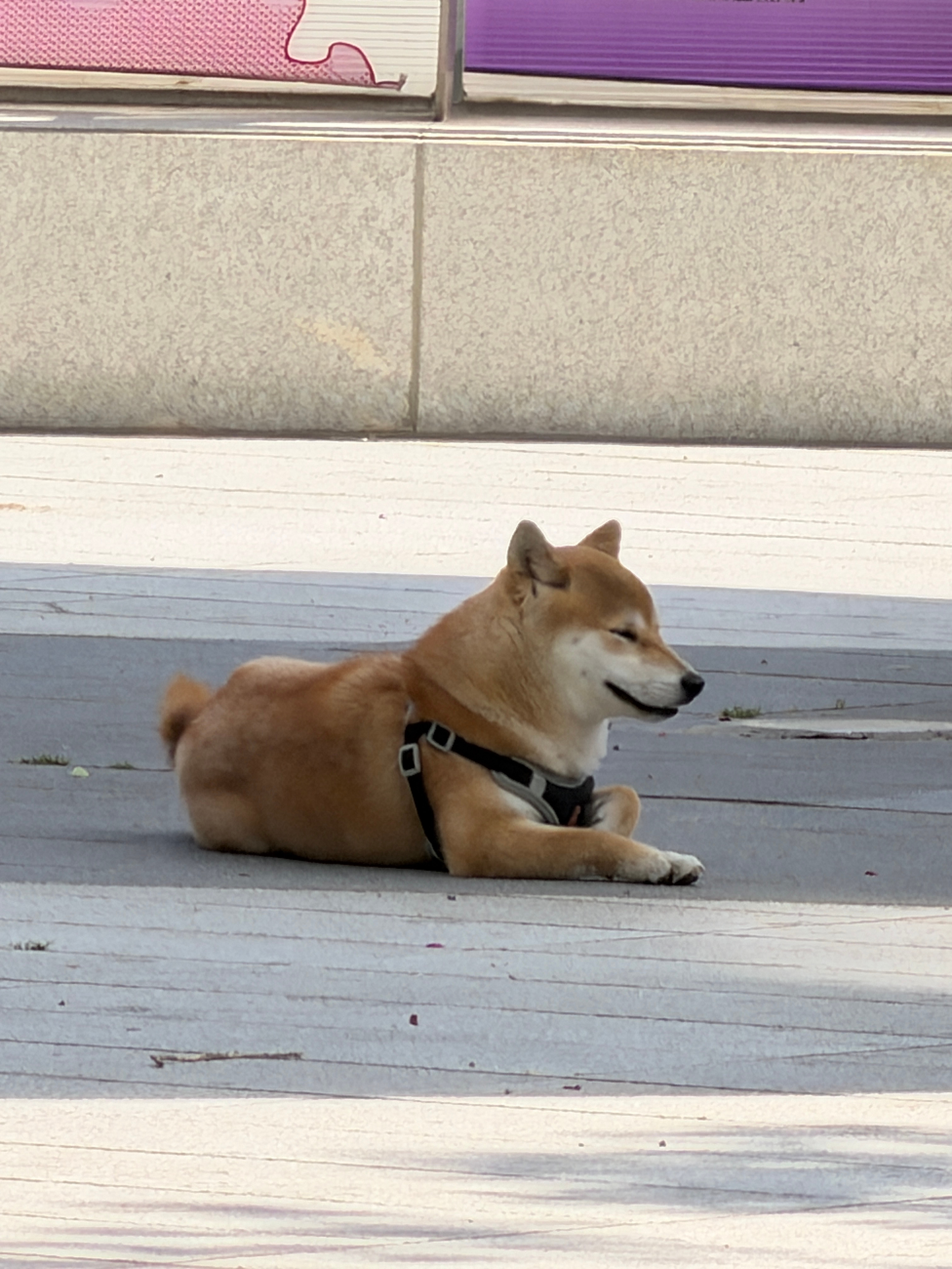 公司楼下的小狗是如此之可爱啊