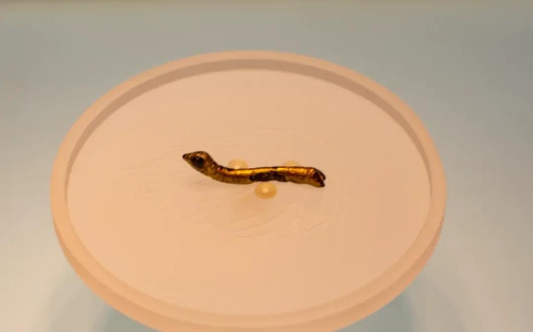 1984年冬天，陕西安康石泉县谭家湾村的农民谭福全，带着三个孩子在池河里淘金。下