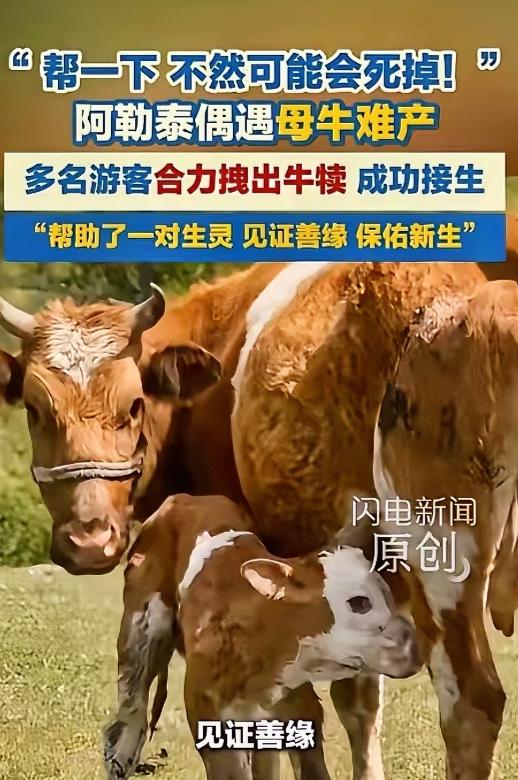 5月28日闪电新闻报道，新疆阿勒泰，几名游客游玩时碰巧遇上母牛生产，看着看着发现