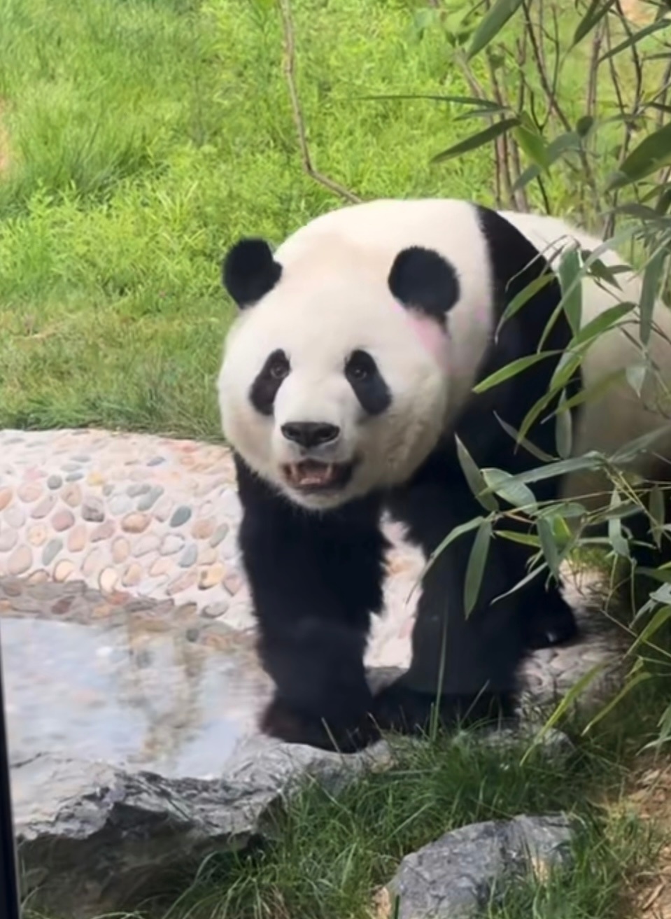 萌兰 一眼万年，萌兰与两脚兽的爱永远是双向奔赴。想你们了，人儿～ 大熊猫萌兰