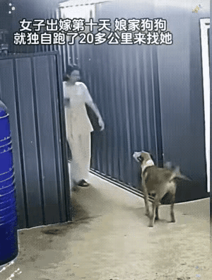 老辈人说的话，狗是忠臣，猫是奸臣。这话说的一点毛病都没有！
       大家看