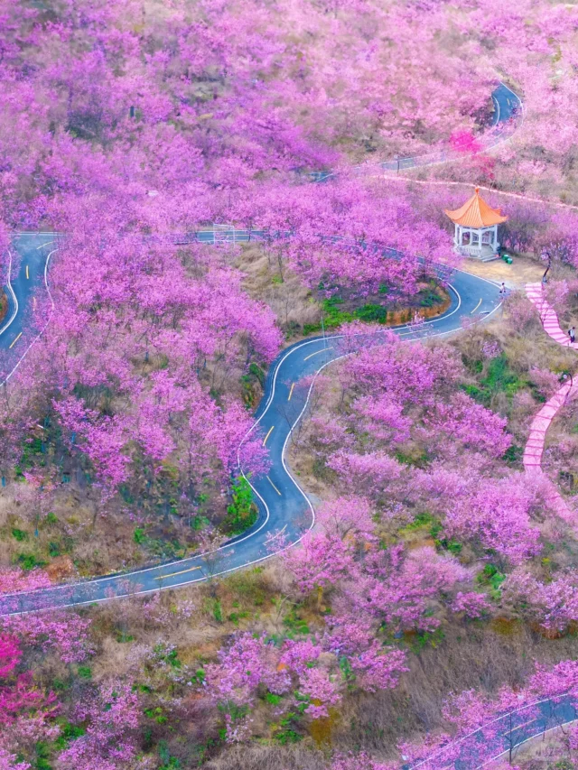 不是日本去不起❗️而是福建更具性价比‼️