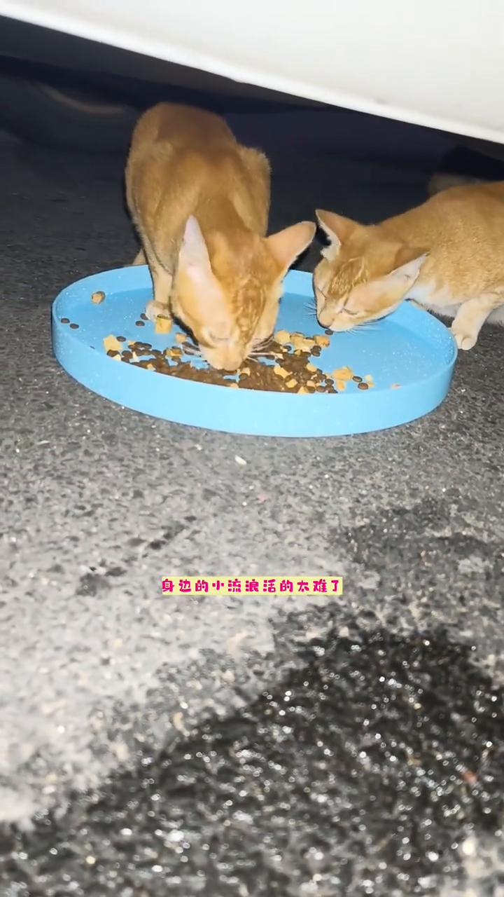 付出不是为了回报。
付出从来不是为了回报，但求心安罢了。身边的小流浪活的太难了，