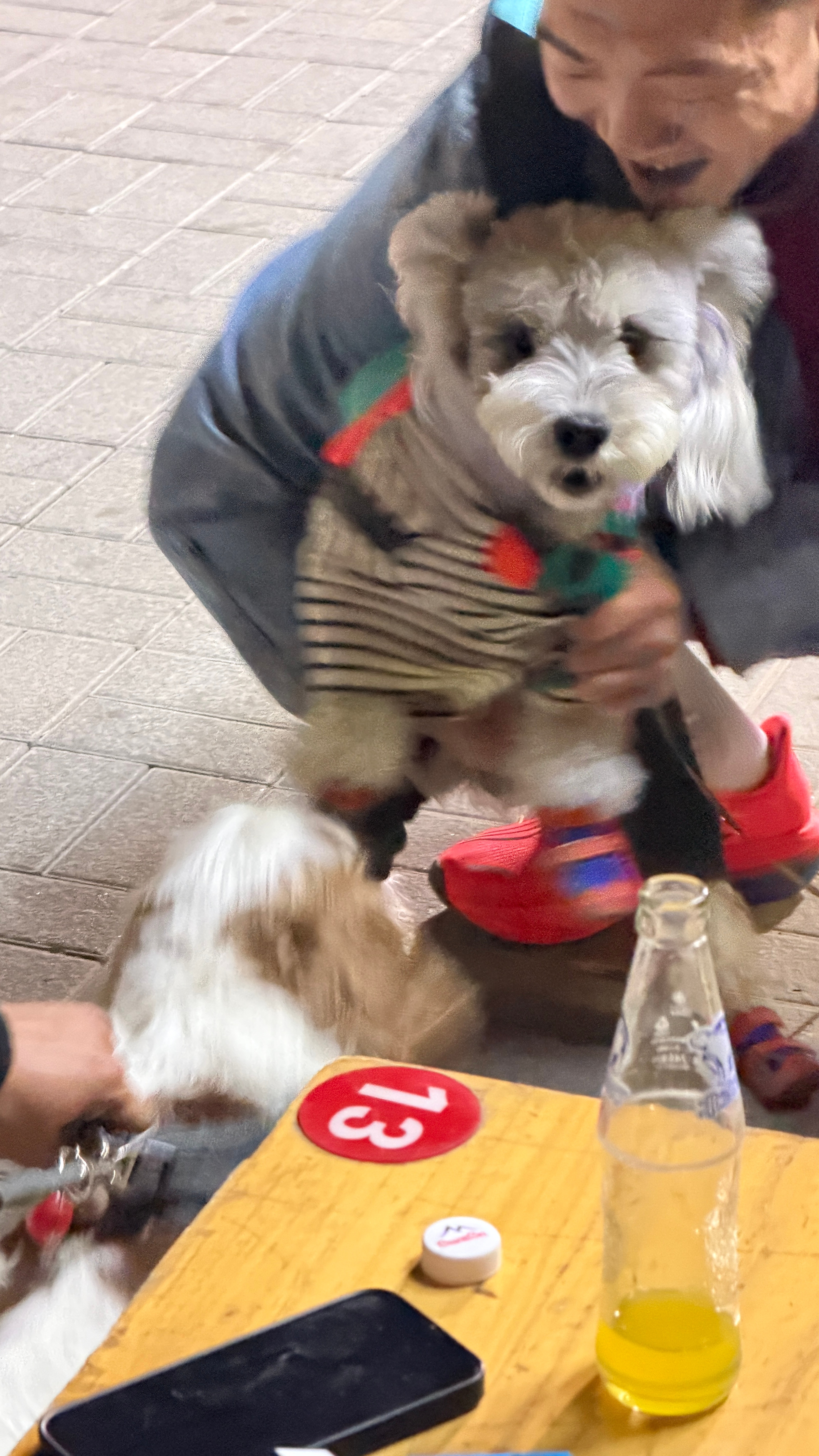 路边吃个串，两只小狗吵起来了……小型🐶太猛了感觉像俩狮子王 