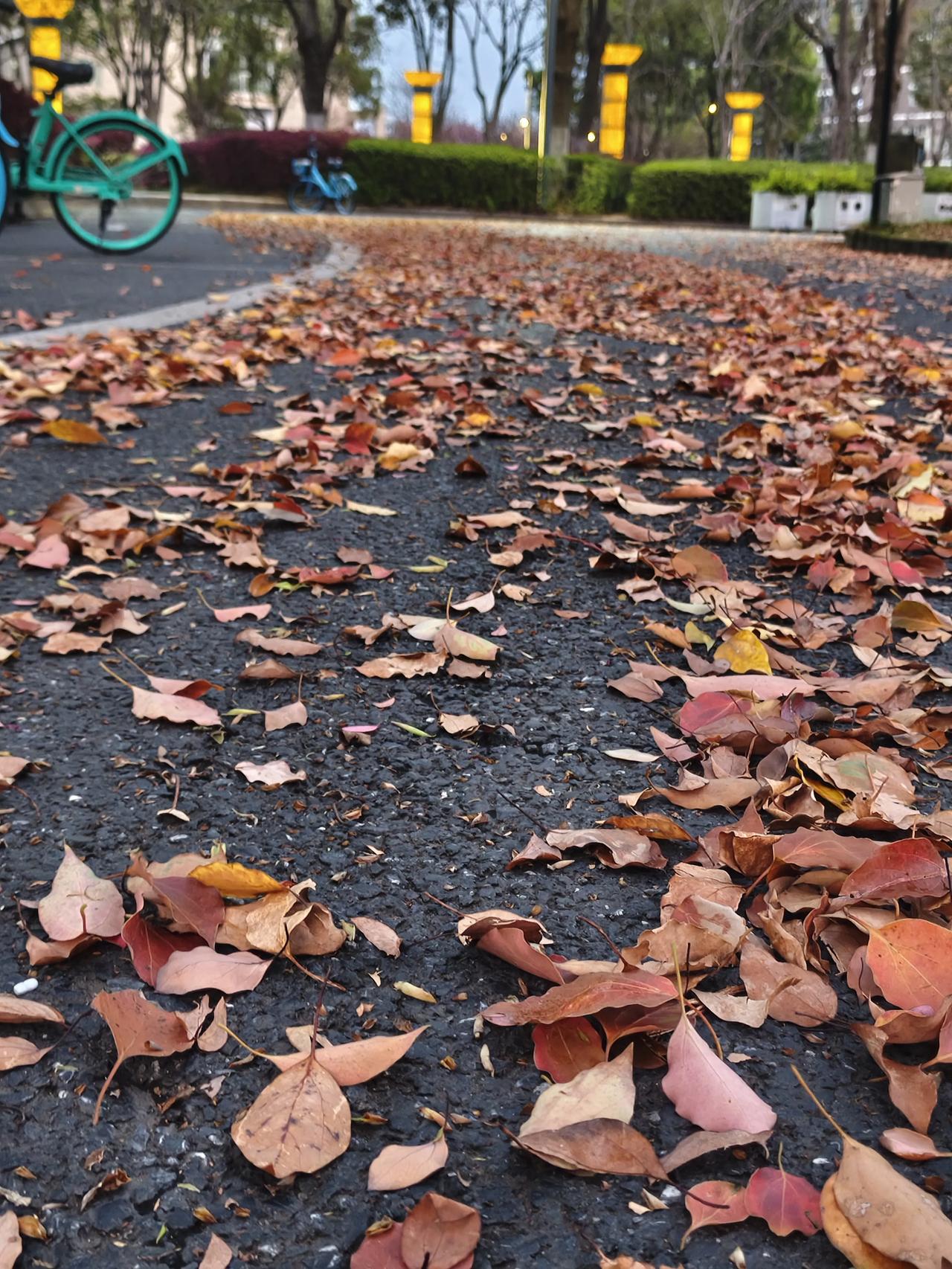 这时候落叶 猜猜哪个地带？