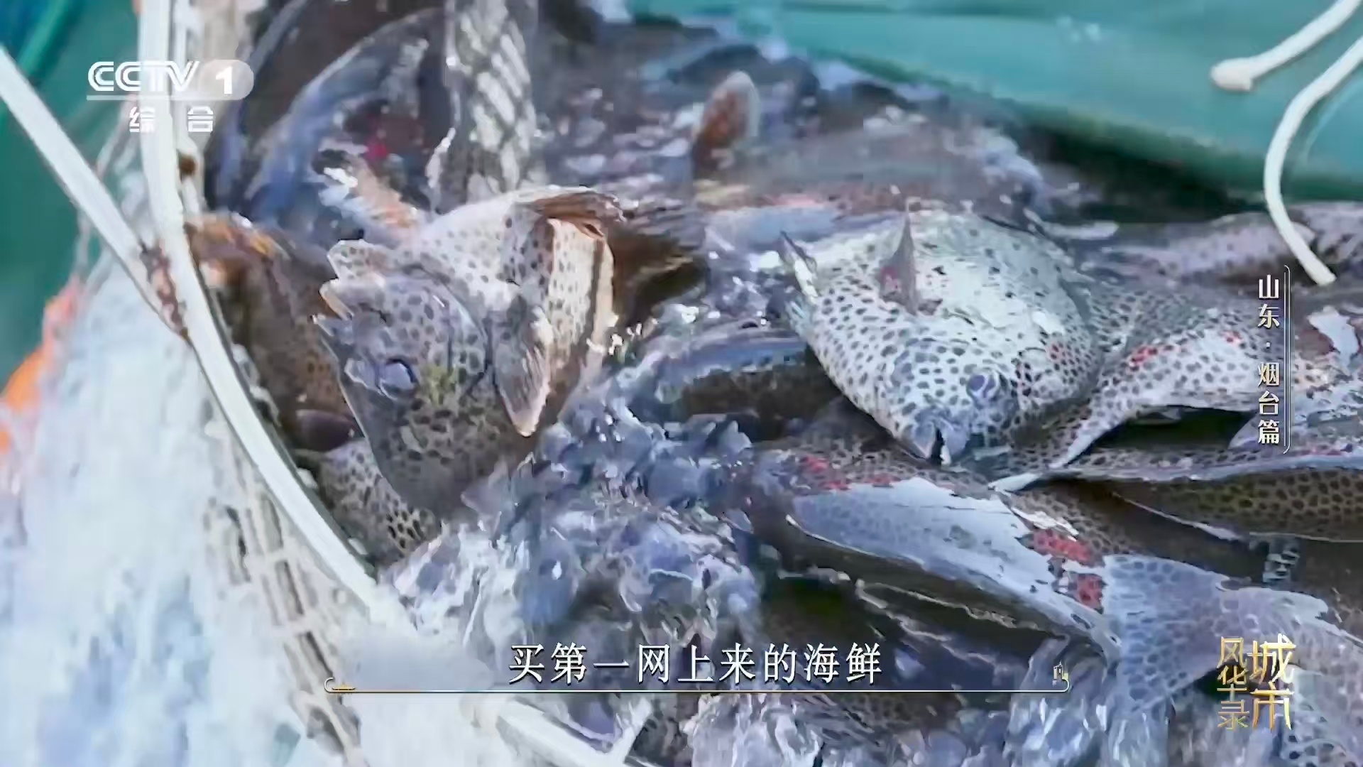 一张饺子皮就能包下一个大海吃饺子像开盲盒的快乐！烟台各式海鲜饺子随机解锁美味，每