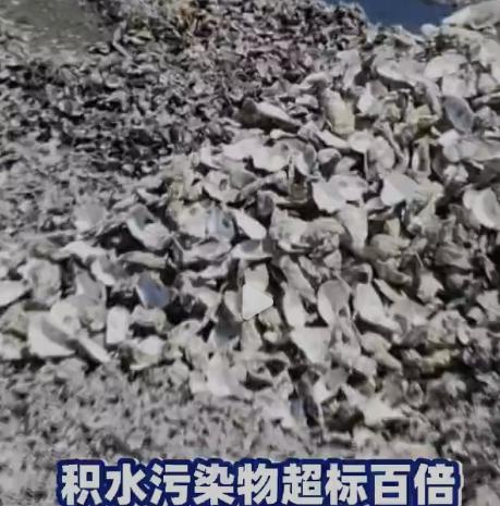 生蚝吃着鲜香爽口，背后十几万吨废壳乱堆毁农田！潮州饶平大蚝产业被中央督察点名。
