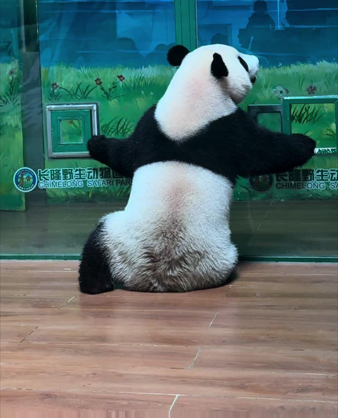 妹猪一个熊霸占两个窗口总有一个会有小零食 