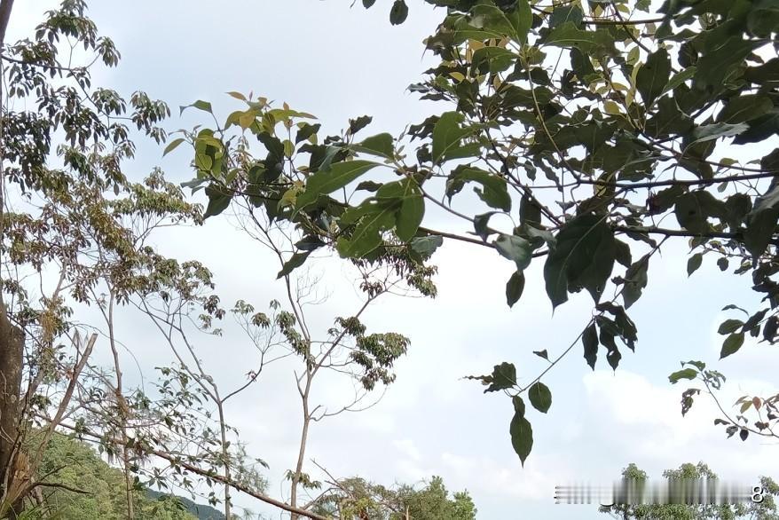 “定位，刷脸，打卡，全程在摄像头下工作，还要签各种承诺书！”执业药师工作越来越多