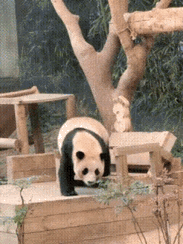 笑不活了
姜爷爷的南川小树又又遭殃了
能活到现在真是奇迹
这不福宝祸祸了，二妹辉