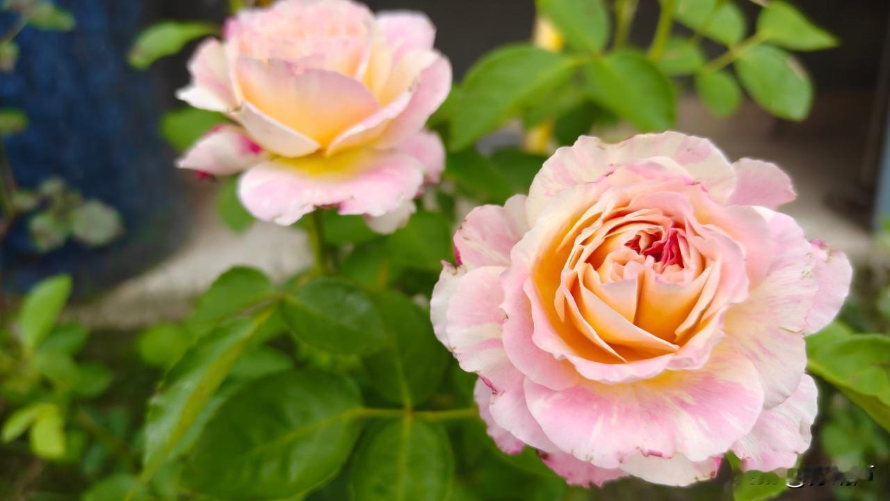 你见过上班发工资的公司，但你见过上班发菜的公司吗？
我们老板是上海人，他在奉贤区