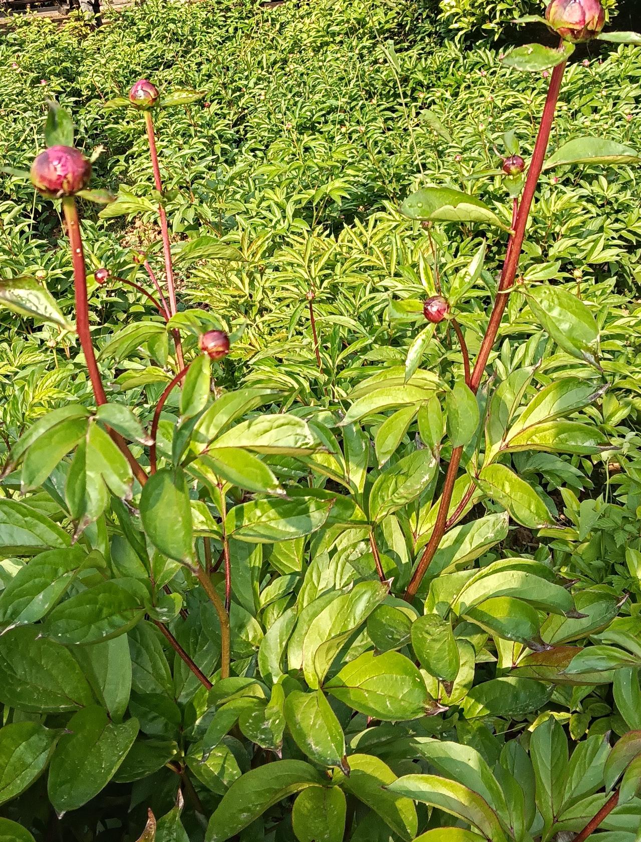 含包待放的牡丹花