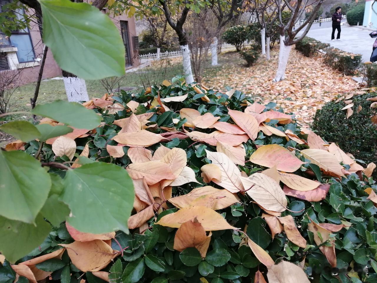 在大连中铁诺德半山幼儿园前，一个姥爷在等待小外孙时，看到有泛黄的落叶在球形的冬青