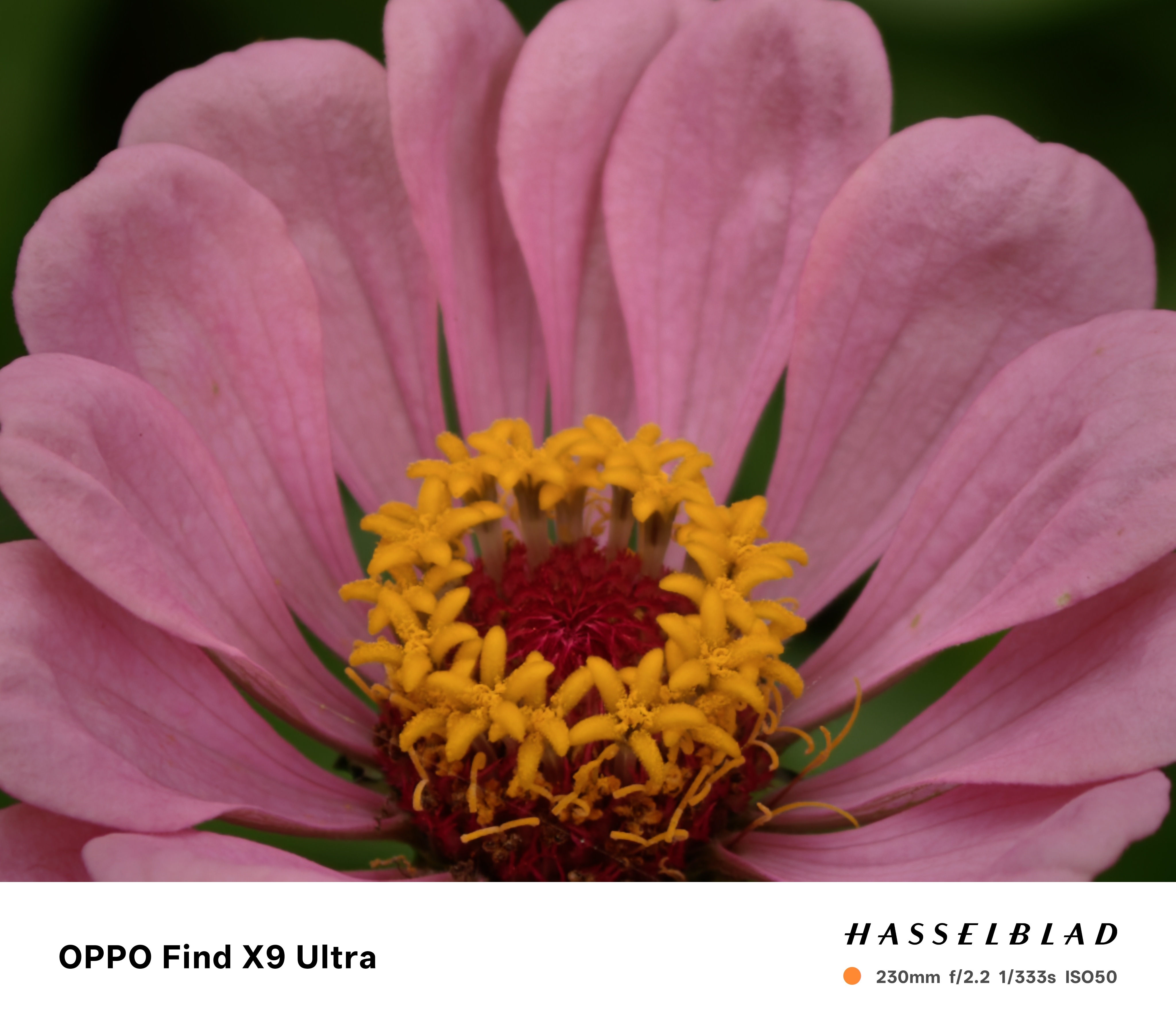 OPPO Find X9 Ultra 日常摄影，今日份主题：🌸 ​​​