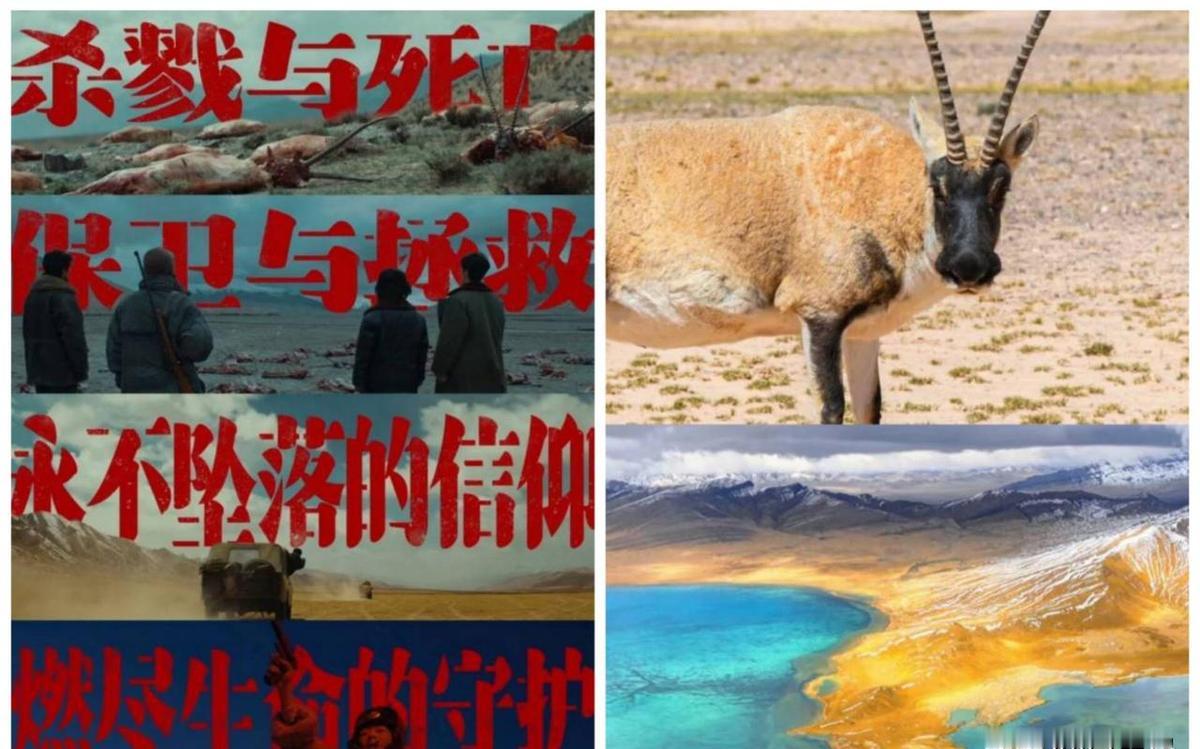 一张皮，5万美金。
这不是寓言，是上世纪90年代可可西里黑市的价码。
一群巡山队