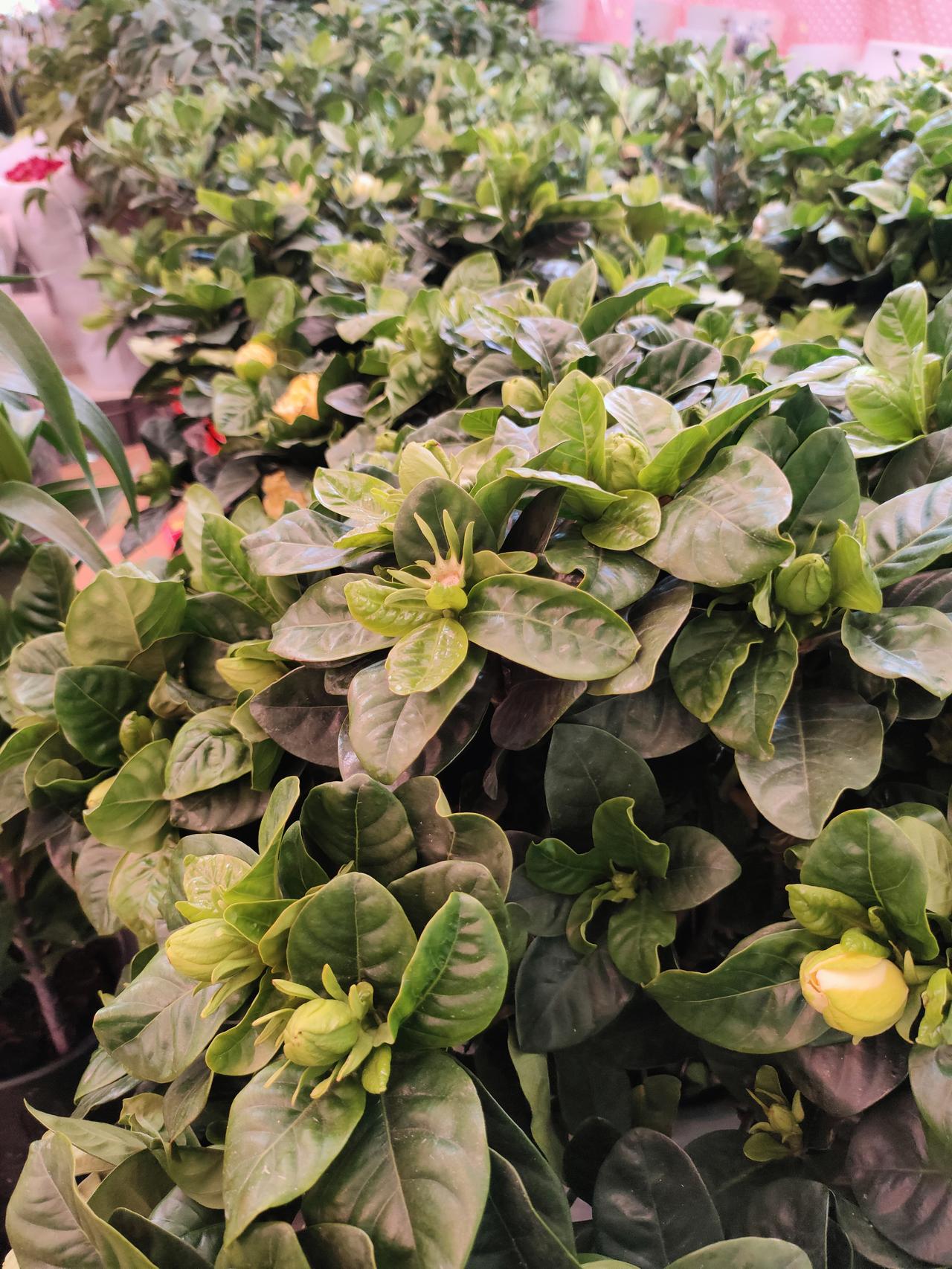 绿色养眼美景绿意层层叠叠，花苞藏在叶间，静待一场温柔绽放，把春天的温柔都攒在枝头