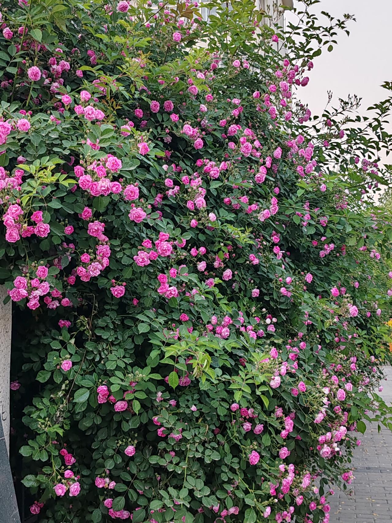 人要活的好就要自由，别给自己定那么多规矩，有了规矩就不自由了。比如工资一分不剩，