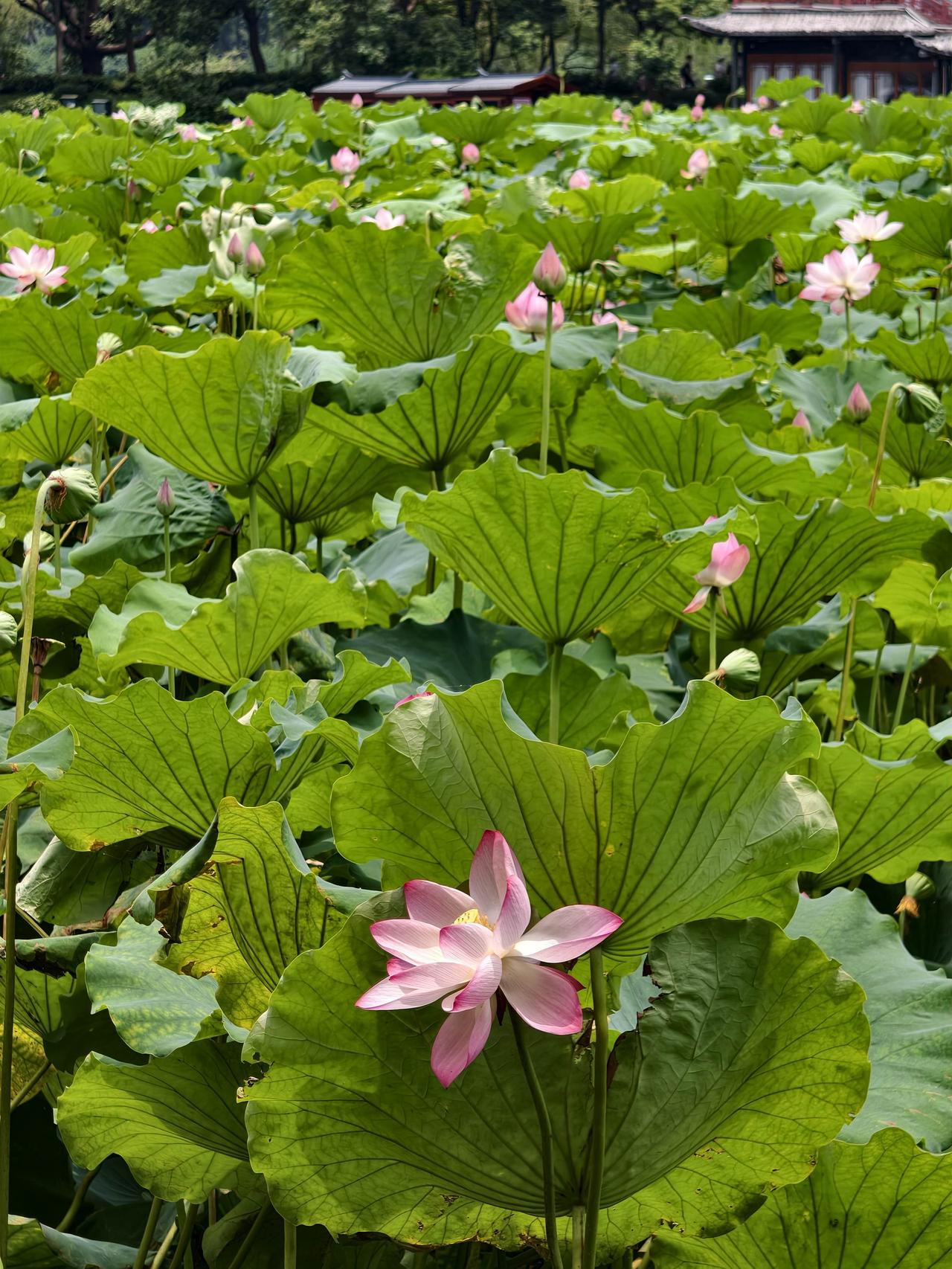 游西湖，看不够的荷花。
真正领略“接天莲叶无穷碧，映日荷花别样红。”的境界，还是