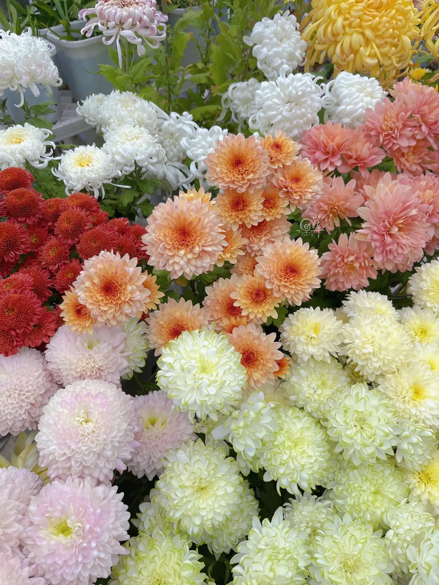 是谁养出了绝美菊花？菊花虽然好养，但如何找好打顶时机，实现爆花的效果...
